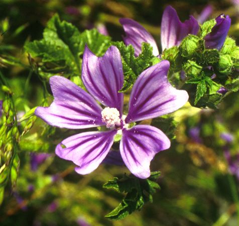 Image of Erdei mályva (Malva sylvestris) DEVA Európai virágeszencia