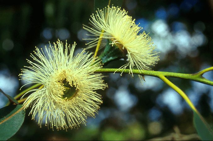 Image of Eukaliptusz (Eucalyptus globulus) DEVA Európai virágeszencia