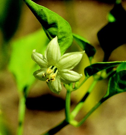 Image of Étkezési paprika (Capsicum annuum) DEVA Európai virágeszencia
