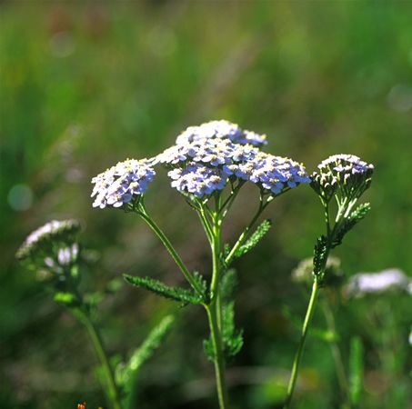Image of Fehér cickafark (Achillea millefolium) DEVA Európai virágeszencia