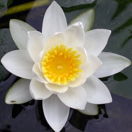Image of Fehér tavirózsa (Nymphaea alba) DEVA Európai virágeszencia