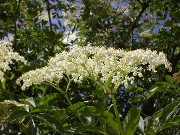 Image of Feketebodza (Sambucus nigra) DEVA Európai virágeszencia
