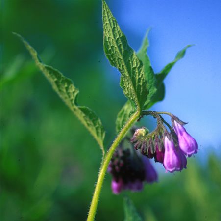 Image of Fekete nadálytő (Symphytum officinale) DEVA Európai virágeszencia
