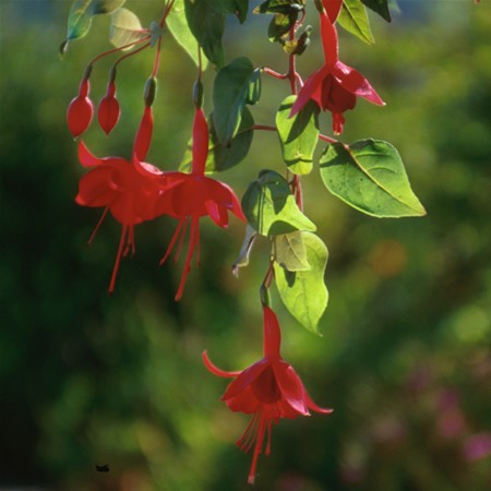 Image of Fukszia (Fuchsia hybrida) DEVA Európai virágeszencia