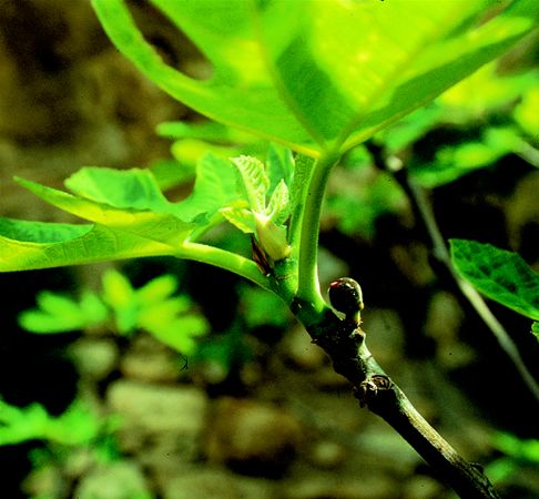 Image of Fügefa (Ficus carica) DEVA Európai virágeszencia