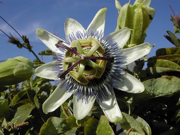 Image of Golgotavirág (Passiflora sp.) DEVA Európai virágeszencia