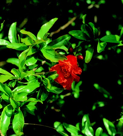 Image of Gránátalmafa (Punica granatum) DEVA Európai virágeszencia