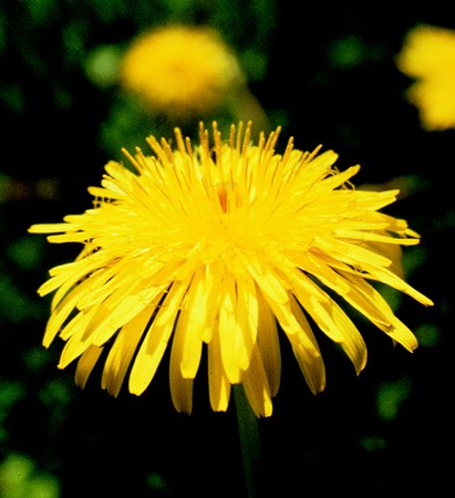 Image of Gyermekláncfű (Taraxacum officinalis) DEVA Európai virágeszencia