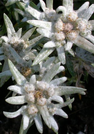 Image of Havasi gyopár (Leontopodium alpinum) DEVA Európai virágeszencia