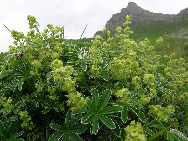 Image of Havasi palástfű (Alchemilla alpina) DEVA Európai virágeszencia