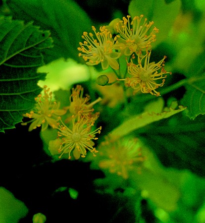 Image of Hársfa (Tilia platyphyllos) DEVA Európai virágeszencia