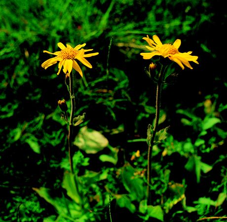 Image of Hegyi árnika (Arnica montana) DEVA Európai virágeszencia