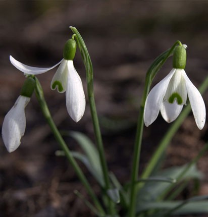 Image of Hóvirág (Galanthus nivalis) DEVA Európai virágeszencia