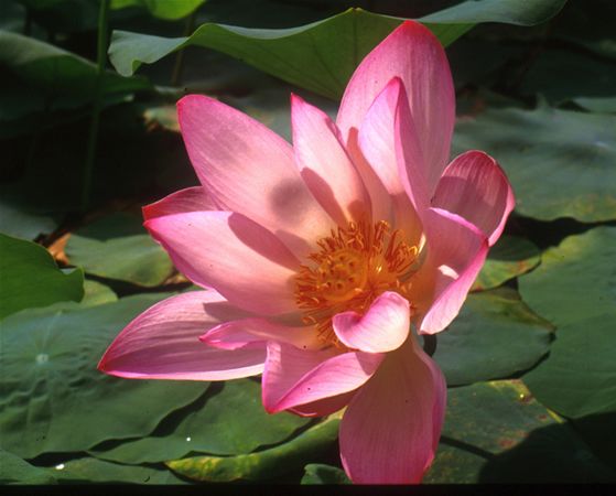 Image of Indiai lótusz (Nelumbo nucifera) DEVA Európai virágeszencia