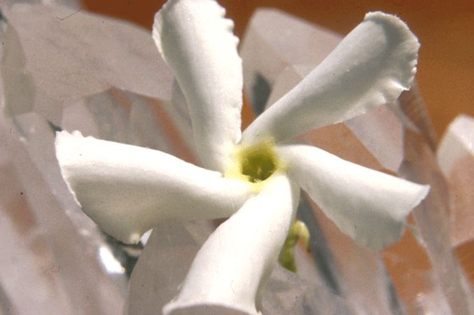 Image of Jázmin (Jasmine officinalis) DEVA Európai virágeszencia