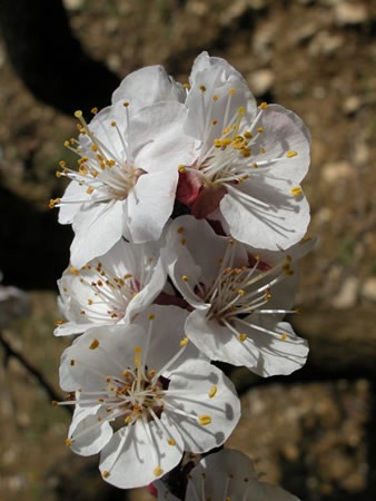 Image of Kajszibarack (Prunus armeniaca) DEVA Európai virágeszencia