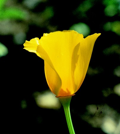 Image of Kaliforniai kakukkmák (Eschscholzia californica) DEVA Európai virágeszencia
