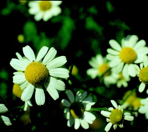 Image of Kamilla (Matricaria recutita) DEVA Európai virágeszencia