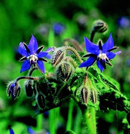 Image of Kerti borágó (Borago officinalis) DEVA Európai virágeszencia