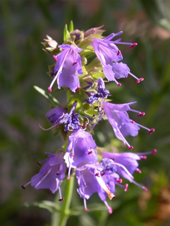 Image of Kerti izsóp (Hyssopus officinalis) DEVA Európai virágeszencia
