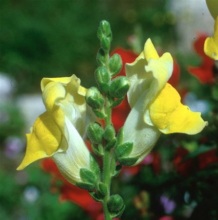 Image of Kerti oroszlánszáj (Antirrhinum majus) DEVA Európai virágeszencia