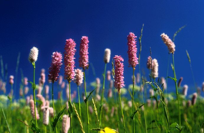Image of Kígyógyökerű keserűfű (Polygonum bistorta) DEVA Európai virágeszencia