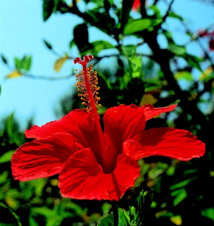 Image of Kínai mályvarózsa (Hibiscus rosa sinensis) DEVA Európai virágeszencia