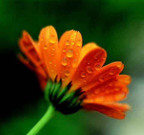 Image of Körömvirág (Calendula officinalis) DEVA Európai virágeszencia