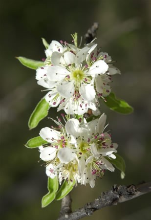 Image of Körtefa (Pyrus communis) DEVA Európai virágeszencia