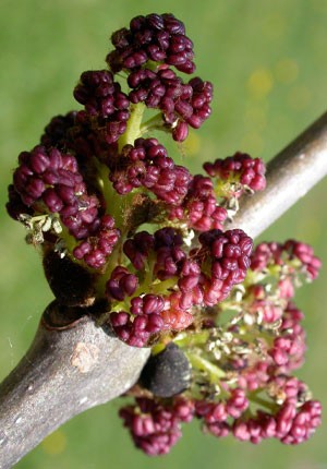 Image of Kőrisfa (Fraxinus excelsior) DEVA Európai virágeszencia