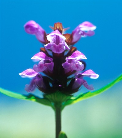Image of Közönséges gyíkfű (Prunella vulgaris) DEVA Európai virágeszencia