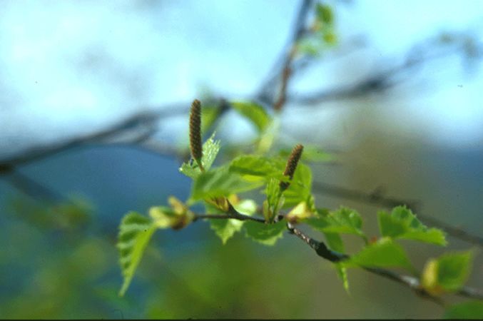 Image of Közönséges nyírfa (Betula pendula) DEVA Európai virágeszencia