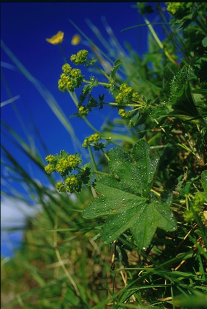 Image of Közönséges palástfű (Alchemilla vulgaris) DEVA Európai virágeszencia