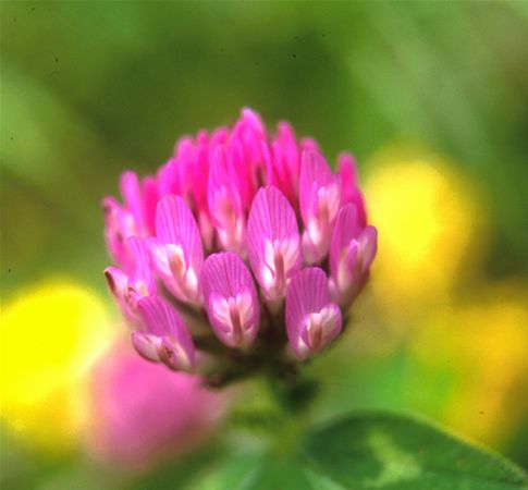 Image of Lóhere (Trifolium pratense) DEVA Európai virágeszencia