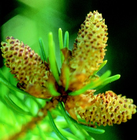 Image of Lucfenyő (Picea abies) DEVA Európai virágeszencia