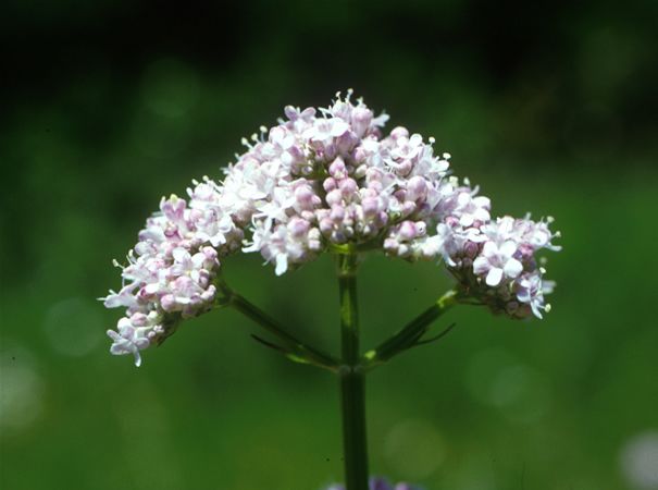Image of Macskagyökér (Valeriana officinalis) DEVA Európai virágeszencia