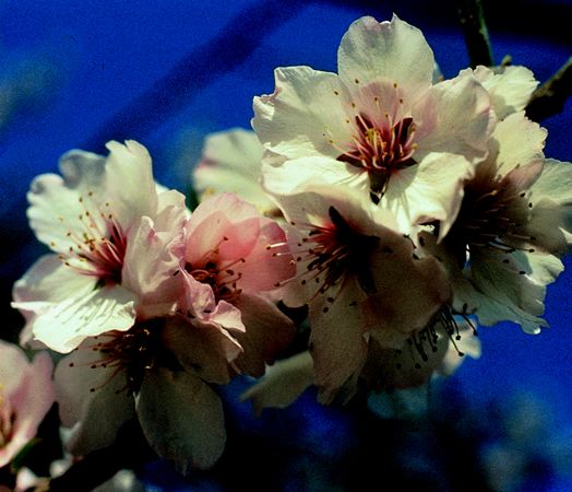 Image of Mandulafa (Prunus amygdalus) DEVA Európai virágeszencia