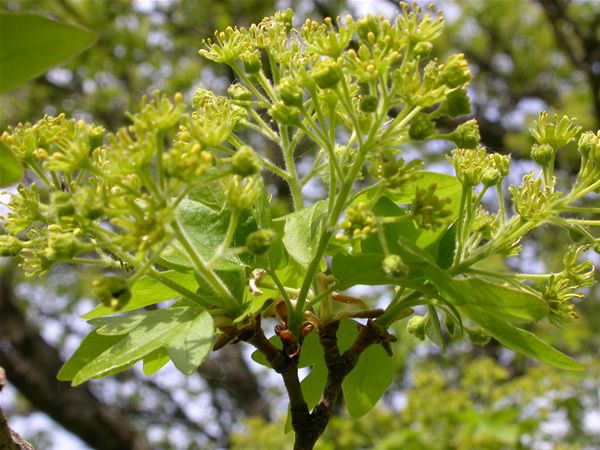 Image of Mezei juhar (Acer campestre) DEVA Európai virágeszencia