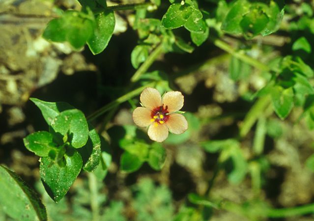 Image of Mezei tikszem (Anagallis arvensis) DEVA Európai virágeszencia