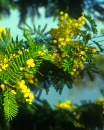 Image of Mimóza (Acacia dealbata) DEVA Európai virágeszencia