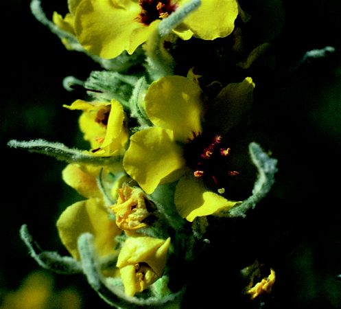 Image of Molyhos ökörfarkkóró (Verbascum thapsus) DEVA Európai virágeszencia