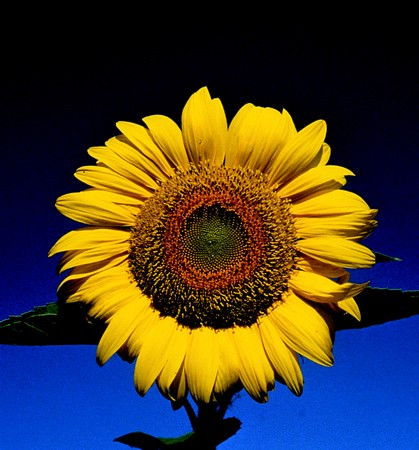 Image of Napraforgó (Helianthus annuus) DEVA Európai virágeszencia