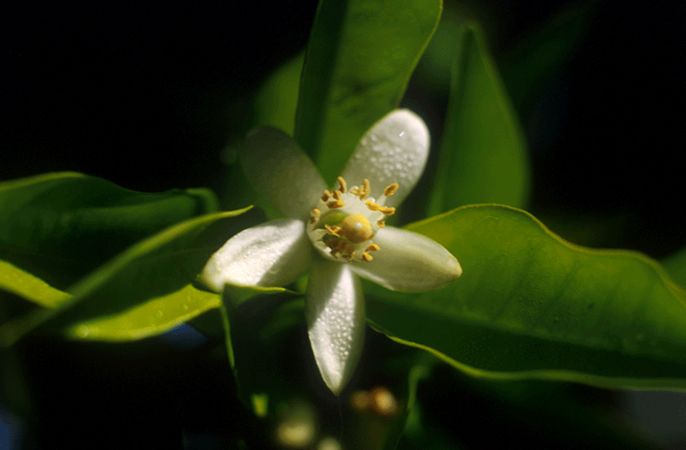 Image of Narancsfa (Citrus sinensis) DEVA Európai virágeszencia