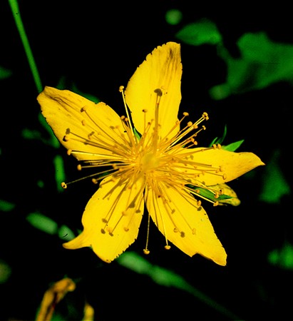 Image of Orbáncfű (Hypericum perforatum) DEVA Európai virágeszencia