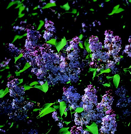 Image of Orgona (Syringa vulgaris) DEVA Európai virágeszencia