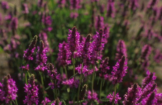 Image of Orvosi tisztesfű (Stachys officinalis) DEVA Európai virágeszencia