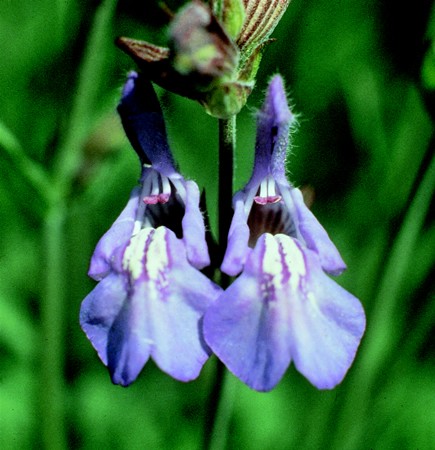 Image of Orvosi zsálya (Salvia officinalis) DEVA Európai virágeszencia