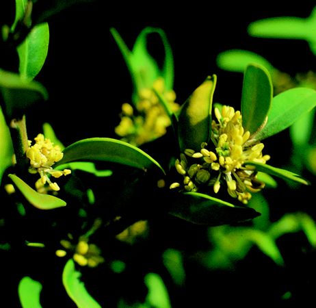Image of Örökzöld puszpáng (Buxus sempervirens) DEVA Európai virágeszencia