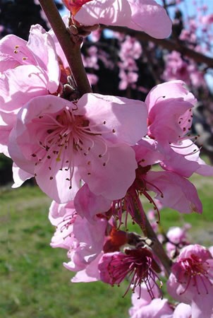 Image of Őszibarackfa (Prunus persica) DEVA Európai virágeszencia