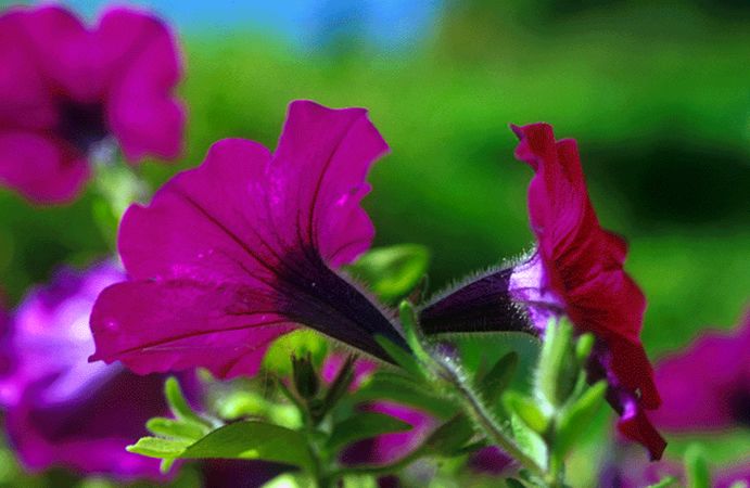 Image of Petúnia (Petunia hybrid) DEVA Európai virágeszencia